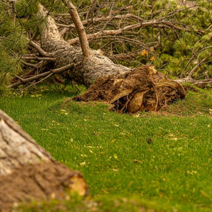 fallen_tree_branches_body